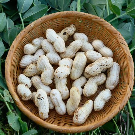 収穫したてを茹であげる。