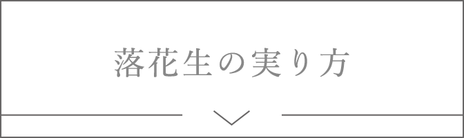 落花生の実り方