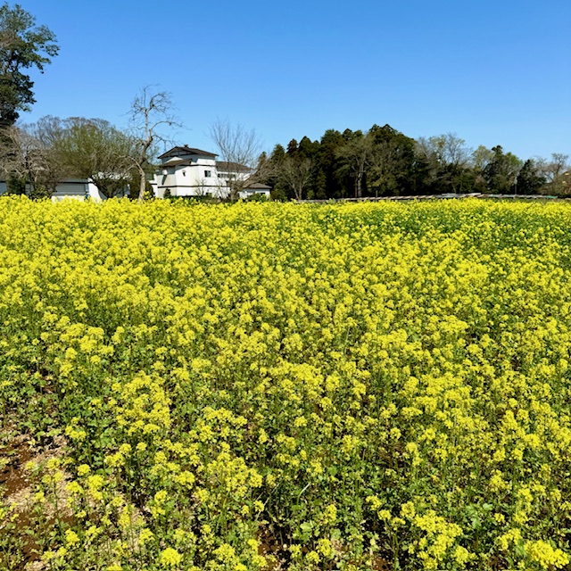 春の花と筍　　　　　（2024.04.10）イメージ