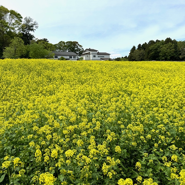 菜の花満開です。　　（2024.4.26）イメージ