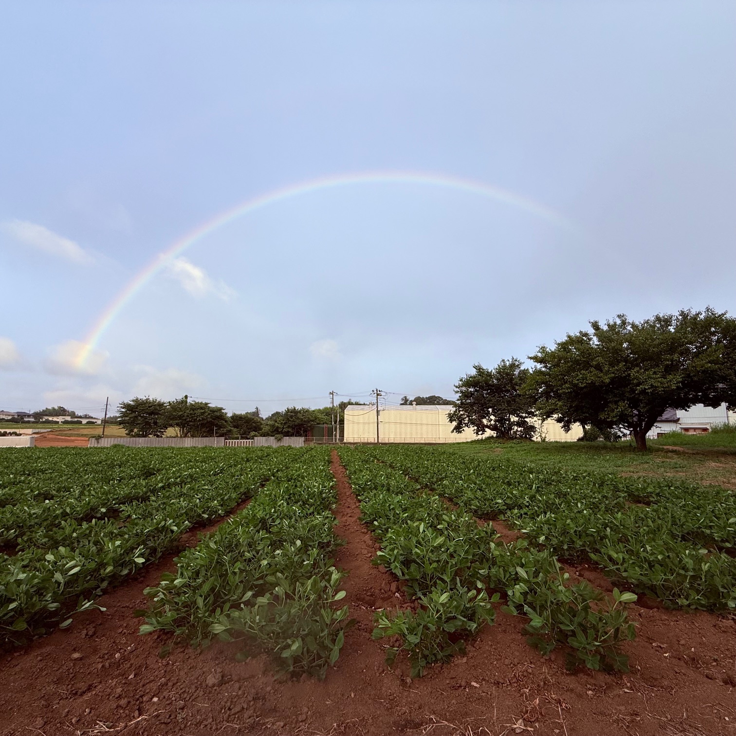【吉兆の虹】落花生畑に恵の雨が降りました。　　（2025.7.16）イメージ