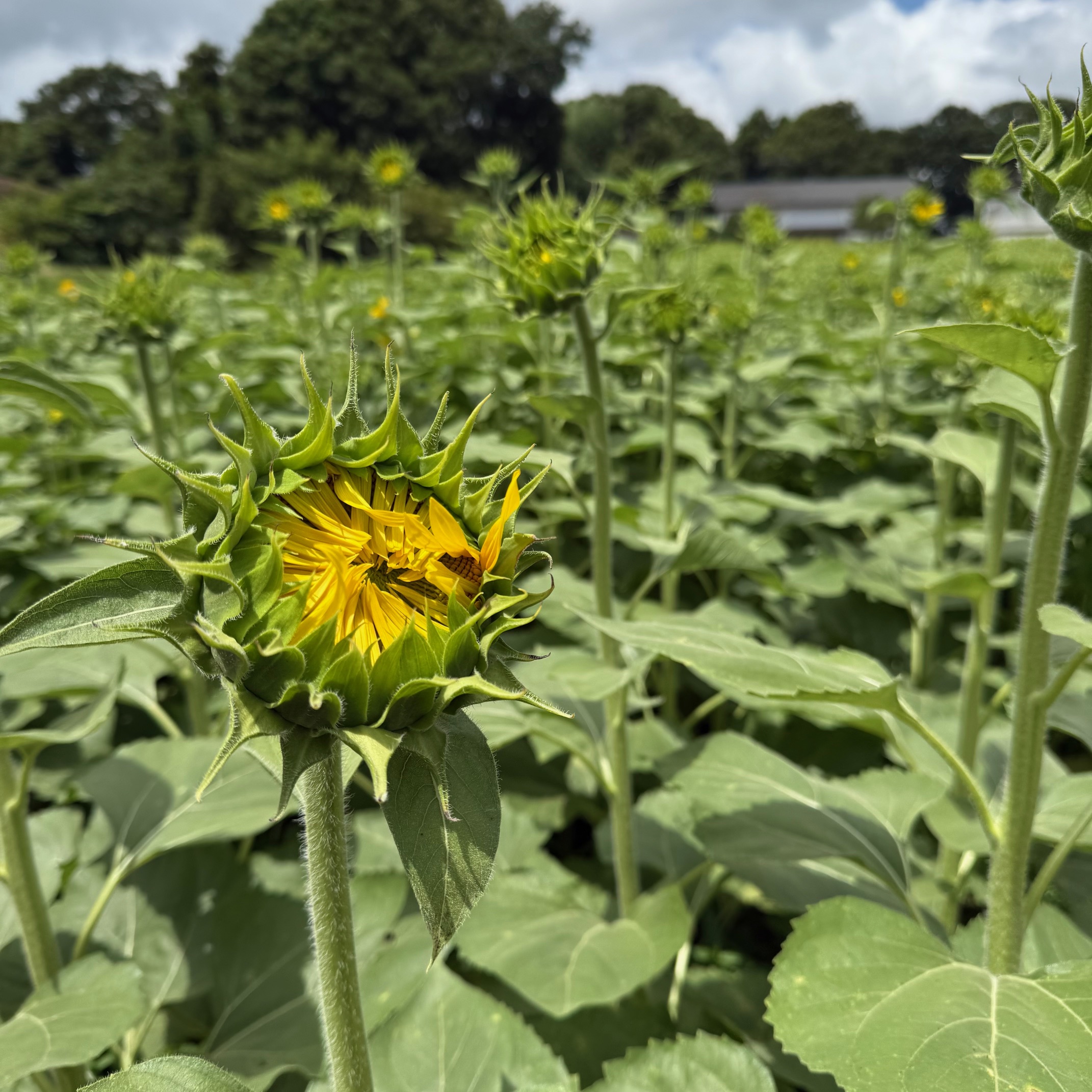 【ひまわり情報】まもなく開花。　　（2025.07.30）イメージ