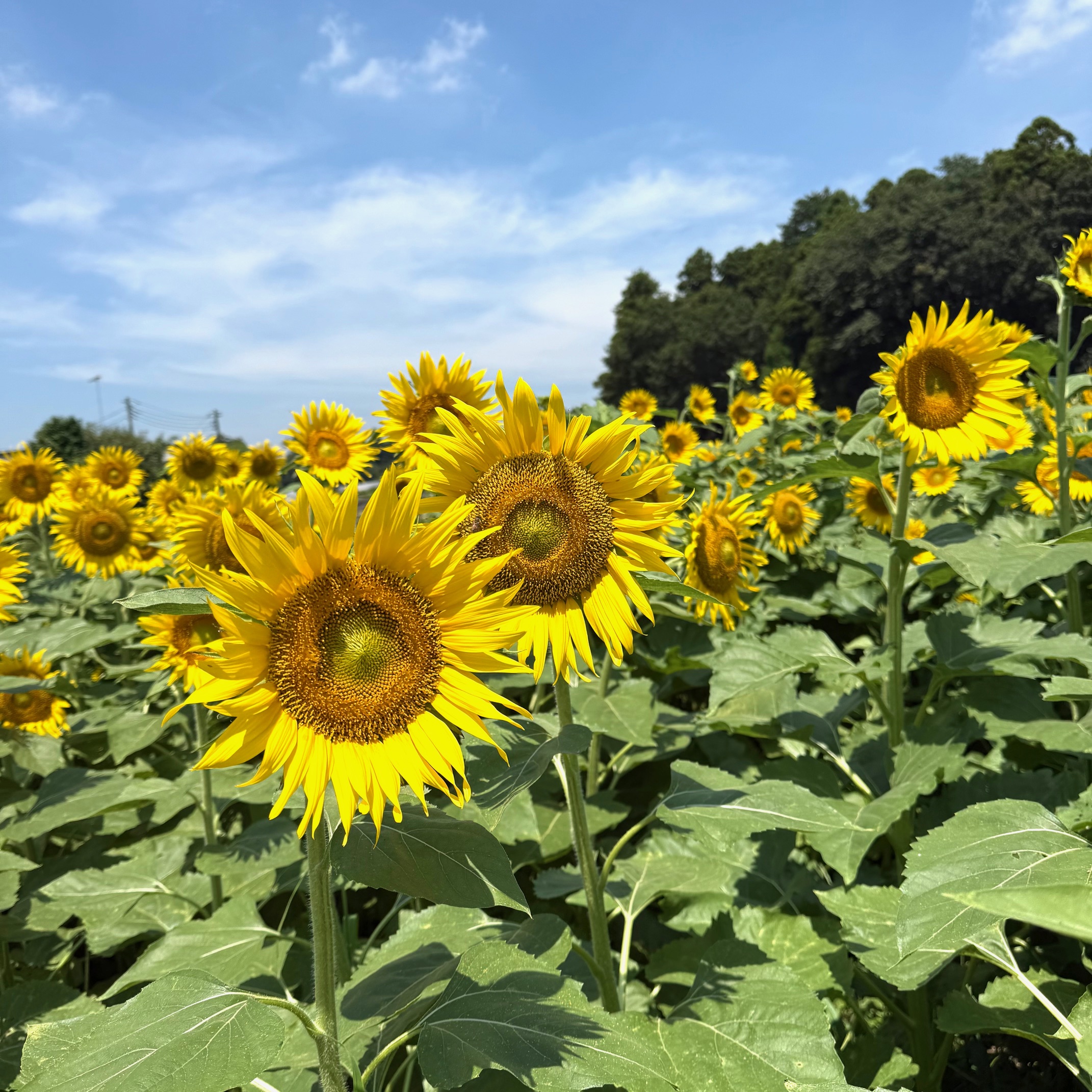 【ひまわり情報】八分咲き　　　（2025.08.04）イメージ